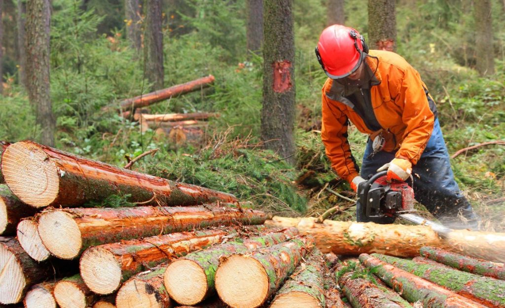 Прохождение практики на предприяиях лесного хозяйства