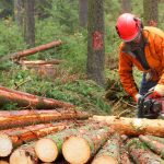 Прохождение практики на предприяиях лесного хозяйства