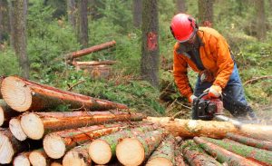 Прохождение практики на предприяиях лесного хозяйства